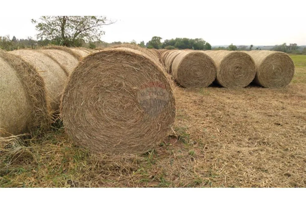 VENDO 32 HA EN PIRIBEBUY — foto 2