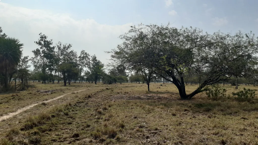 TERRENOS EN PUERTO FALCON, CERCA DEL NUEVO PUENTE — foto 2