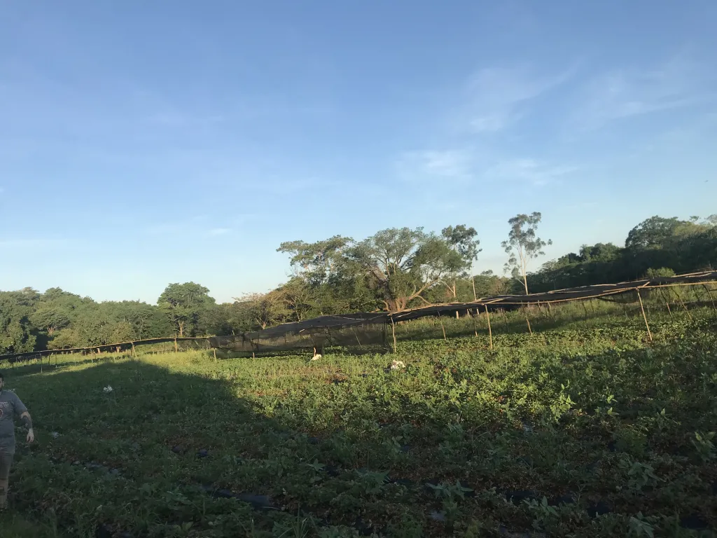 Vendo Hermoso terreno en Estanzuela — foto 2