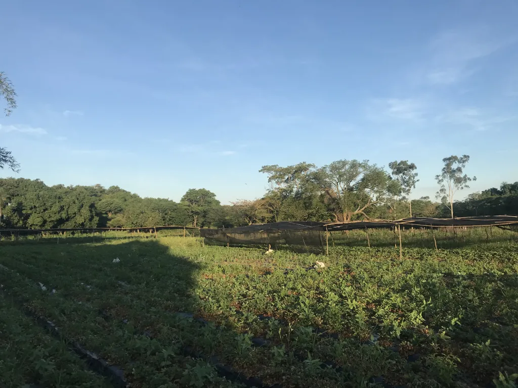 Vendo Hermoso terreno en Estanzuela — foto 3