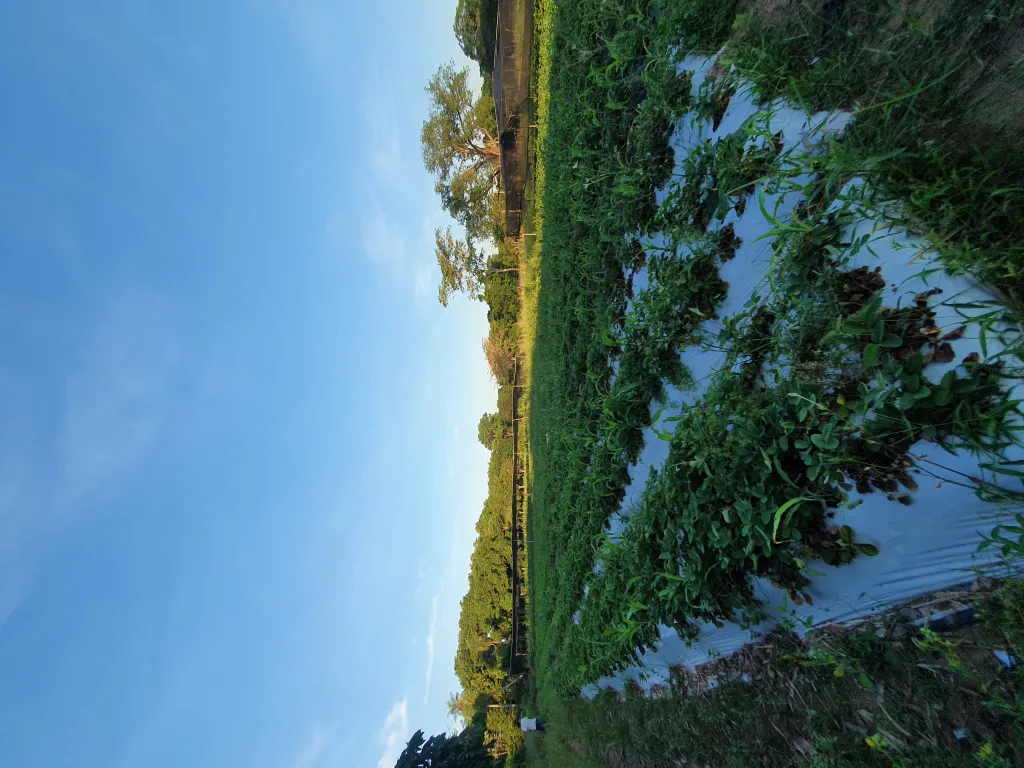 Terreno en Estanzuela — foto 3