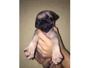 Vendo hermosos cachorros de raza pura..