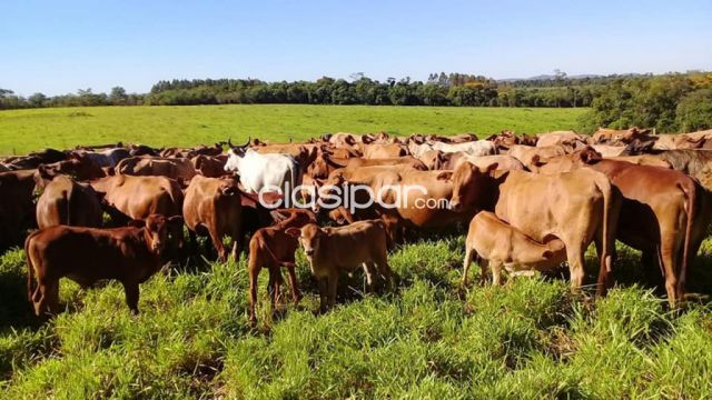 Propiedades rurales - 💥VENDO ESTANCIA AGROGANADERA EN VILLALBIN, ÑEEMBUCU💰