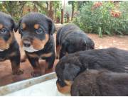 Rottweiler cachorros bellesimos