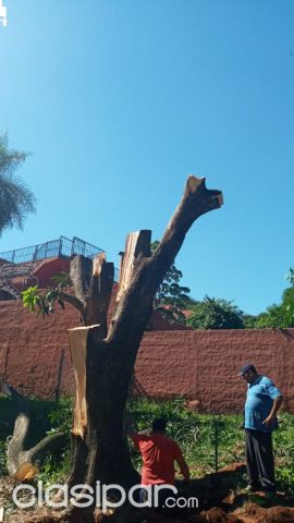 Otros Servicios - Poda de árbol con retiro a buen precio