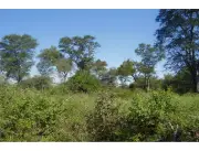 VENDO PROPIEDAD CON CERTIFICACIÓN DE BOSQUE 800,000 USD