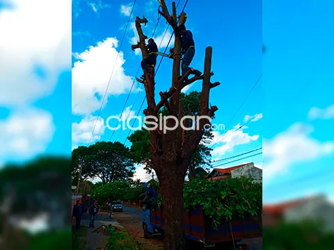 ¡OFERTA! PODA Y DESTRONQUE DE ARBOLES EN GRAN ASUNCION — foto 2