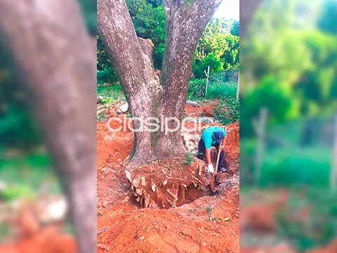 ¡OFERTA! PODA Y DESTRONQUE DE ARBOLES EN GRAN ASUNCION — foto 3