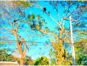 ******* O F E R T A ******* PODA DE ARBOL TRABAJO CON GARANTIA