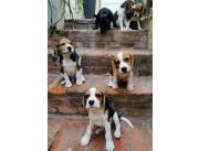 Cachorros Beagles hembra y macho