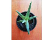 Plantines pequeños de Aloe saponaria