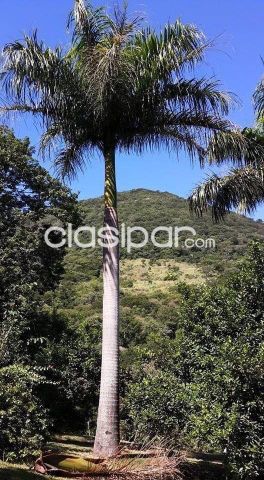 Propiedades rurales - Campo en Ytororo, Villarrica - 50 Ha