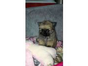 Vendo hermosos cachorros pomerania mini lulu..