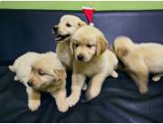 Cachorros Golden retriever