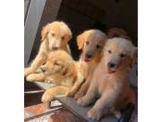 Cachorros Golden Retriever 😍😍