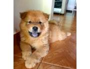 Chow chow