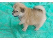 Chow-chow disponible