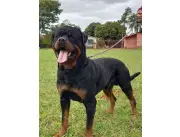 Rottweiler Cachorros Registrados en PKC