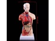 Anatomía del torso