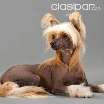 perro sin pelo crestado chino sam