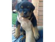 Disponible Cachorros Rottweiler Registrados