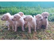 Cachorros Labrador