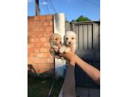 Cachorros Caniches toy