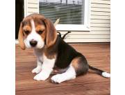 Lindos cachorros Beagle para adopción