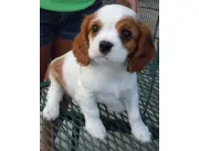 Cachorros Cavalier King Charles Spaniel en adopción