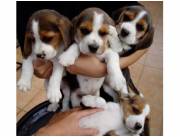 Lindos Cachorros Beagle Tricolores Disponibles