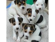 Cachorros jack russell terrier disponibles