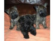 Cachorros Cairn Terrier para adopción