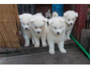 Cachorros Samoyedo blanco nieve disponibles
