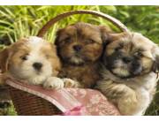 Lindos cachorros Lhasa Apso criados con niños