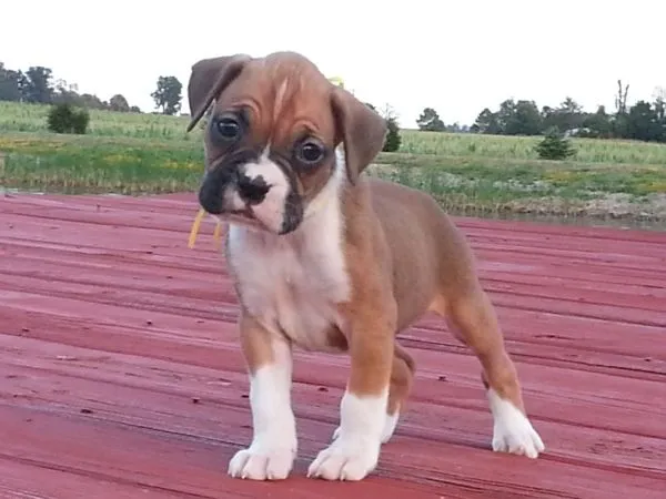 son mejores los perros boxer machos o hembras