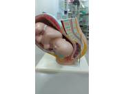 Muñeco para practica pelvis femenina con feto