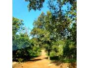 LAND AT 5 DOLLARS PER SQUARE METER IN CAACUPE, PARAGUAY, SOUTH AMERICA
