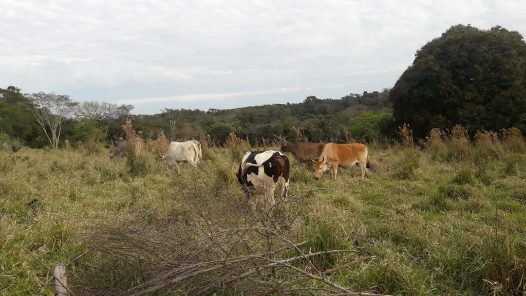 Vendo Oferta 18 Hectareas Con Casa — foto 3