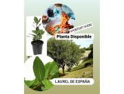 Planta de Laurel de España