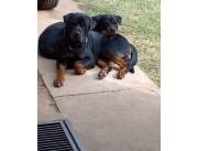 Rottweiler Cachorros Machos y Hembras, Puros Rottweiler ,Privado ,Nacido 29.06.25 Aleman.