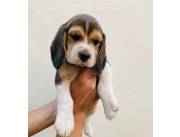 Cachorros Beagles