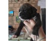 disponible CACHORROS BOXER