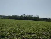 Terreno Rural en Yguazú - 34 Ha.