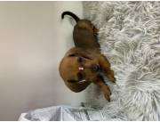 Cachorros teckel