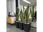 Vendo Planteras con Plantas Sansevieria Espada de San Jorge