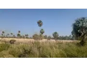ÑEEMBUCÚ – VILLA OLIVA: 92 HAS, PASTURA NATURAL, CAMINO TODO TIEMPO, 13.000.000 GS/HA.