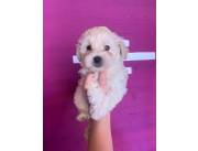 Caniche Toy