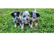 Pastor Australiano Blue Heeler