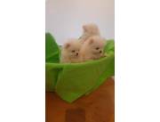 Pomerania Mini Lulú