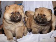 Chow Chow